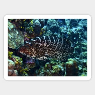 Nassau Grouper Sticker